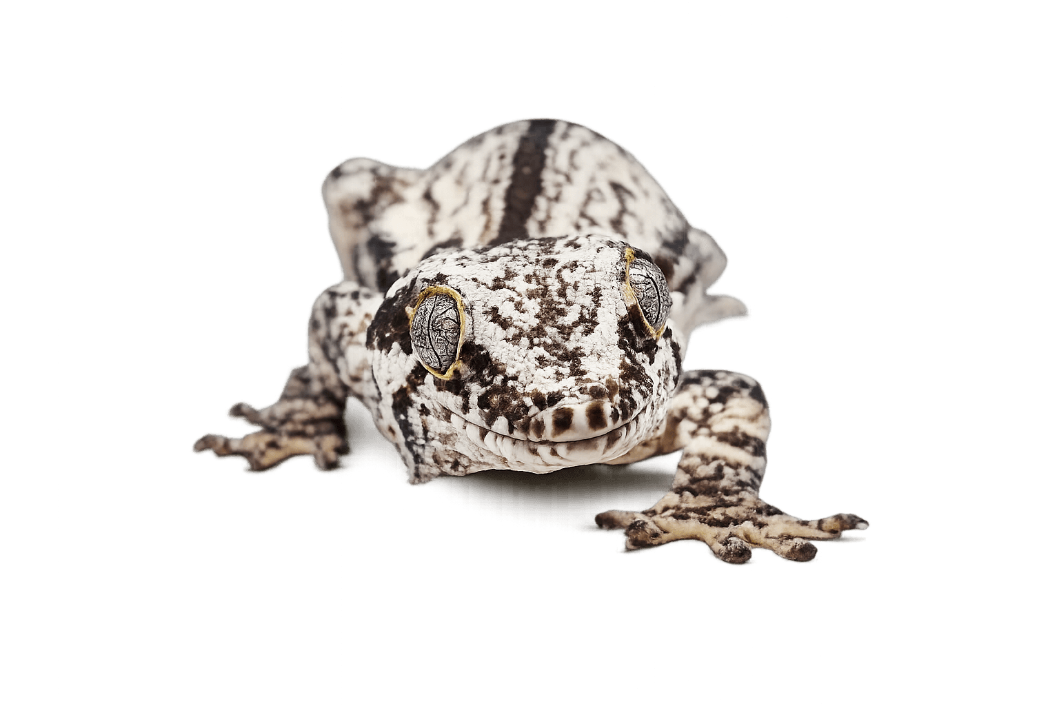 Crested gecko