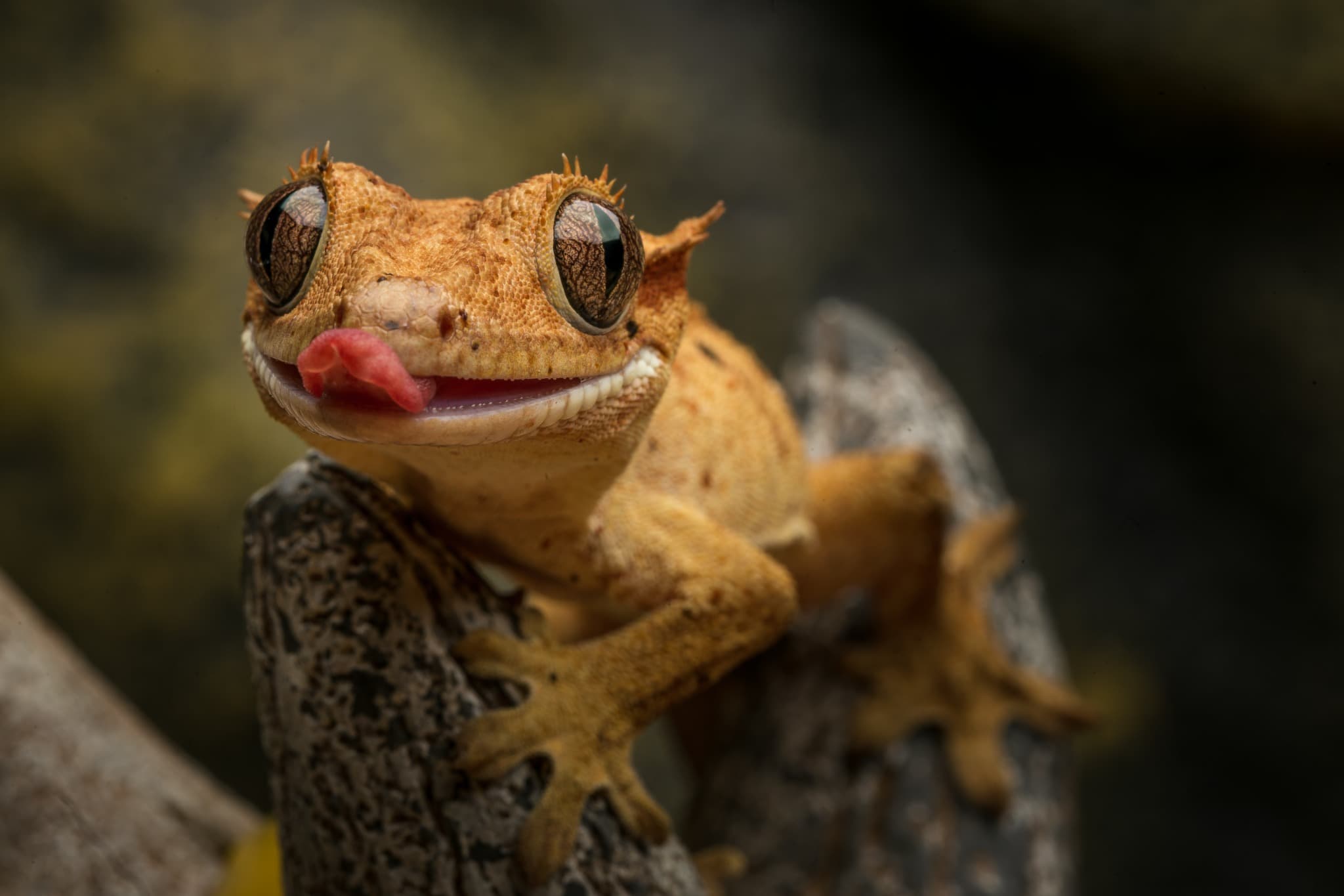 Gecko close-up