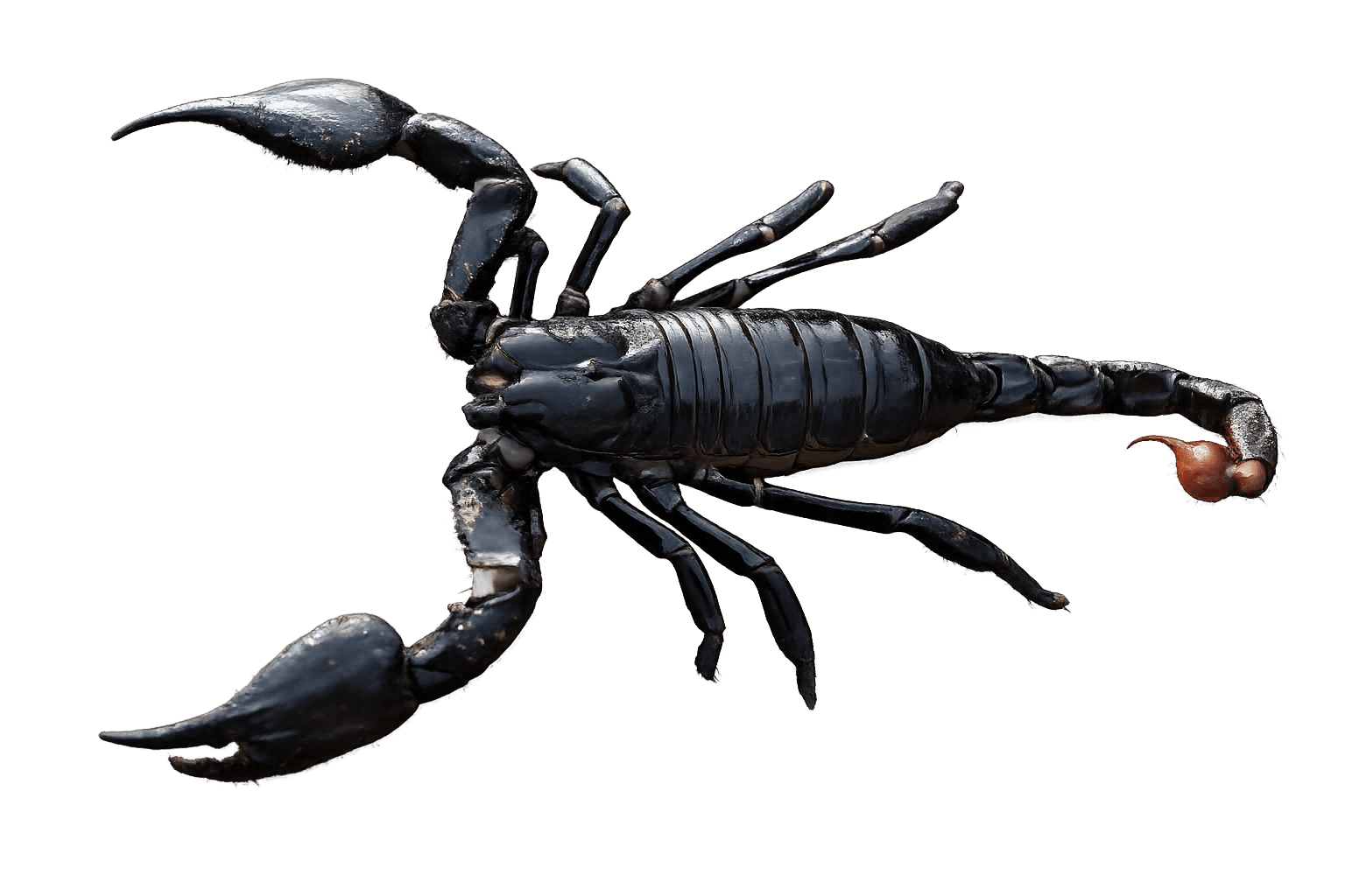 Scorpion