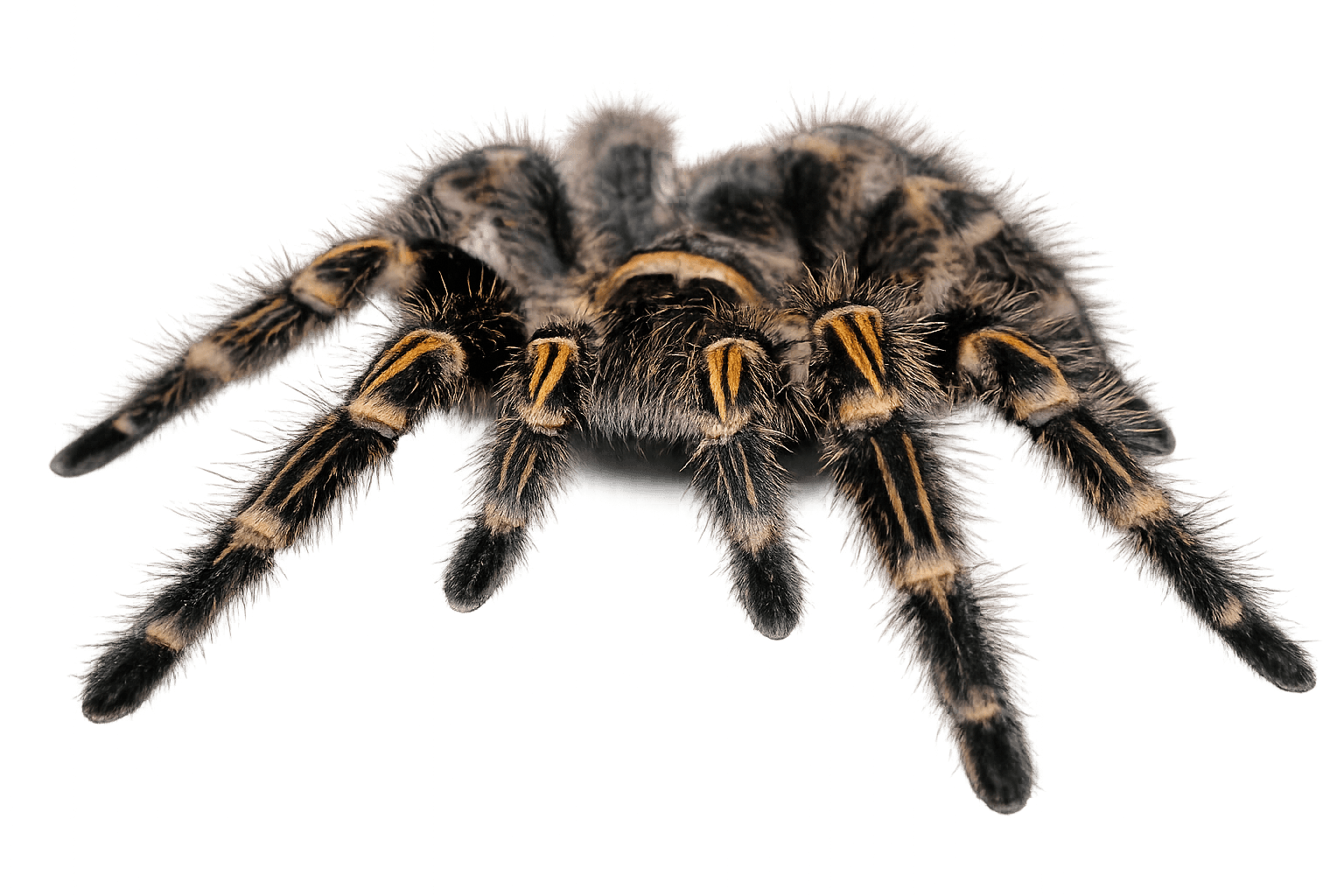 Tarantula